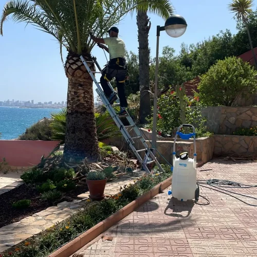 Aplicación de fitosanitarios en plameras